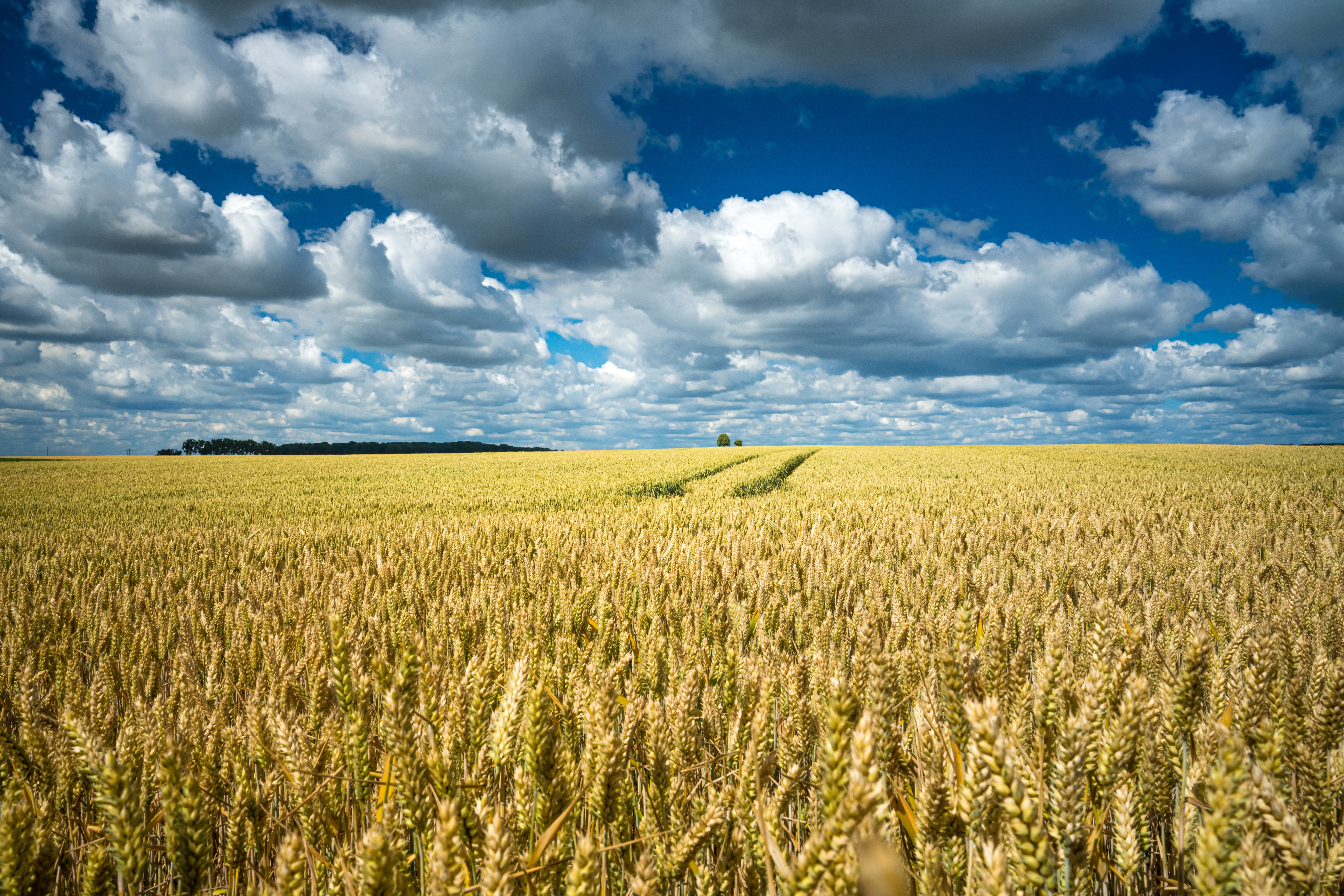 Wheat