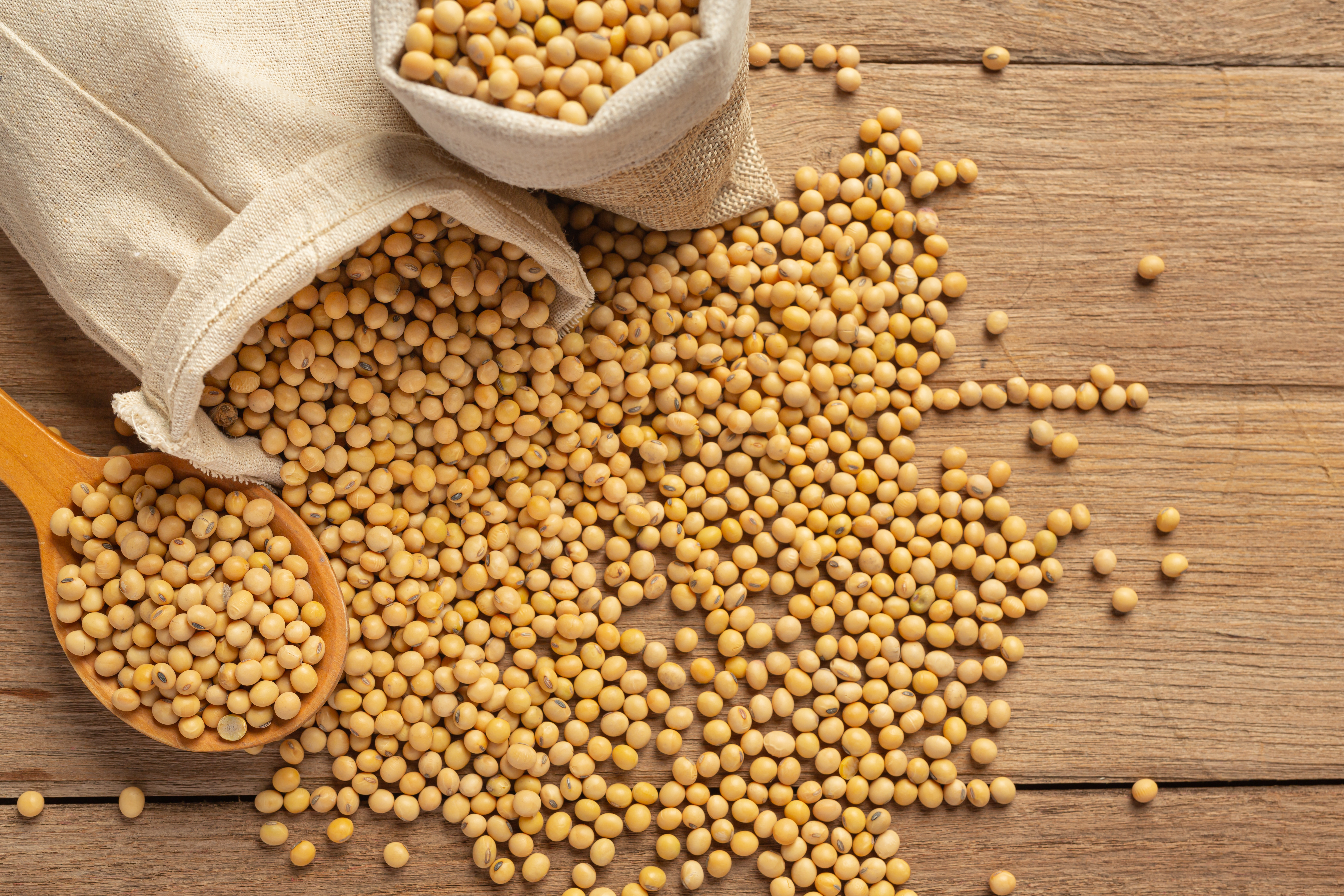 Soybean