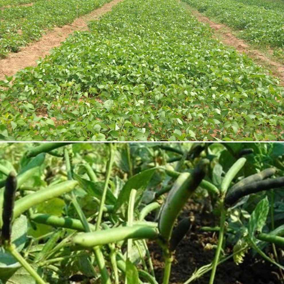 Seed Processing Plant